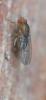 Drosophila immigrans